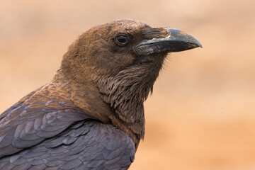 Bruinnekraaf, Brown-necked Raven, Corvus ruficollis