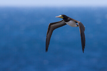 Bruine Gent, Brown Booby, Sula leucogaster