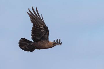 Bruinnekraaf, Brown-necked Raven, Corvus ruficollis