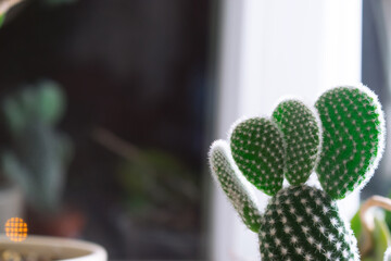 Beautiful small cactus on the right side on window background. Free space for text