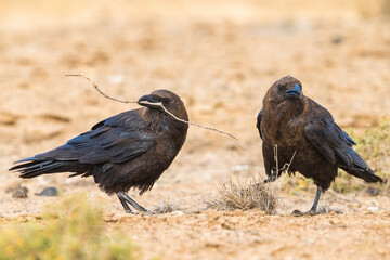 Bruinnekraaf, Brown-necked Raven, Corvus ruficollis
