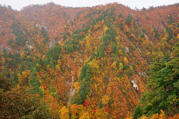 Beautiful autumn view of Shirakami Sanchi nature reserve in Aomori prefecture, Japan - 白神山地 紅葉 青森県 中津軽郡 日本	