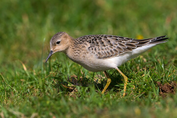 Blonde Ruiter, Buff-breasted Sandpiper, Tryngites subruficollis