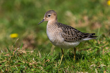 Blonde Ruiter, Buff-breasted Sandpiper, Tryngites subruficollis