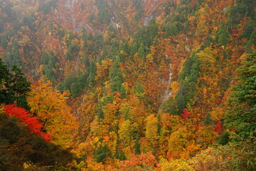 Beautiful autumn view of Shirakami Sanchi nature reserve in Aomori prefecture, Japan - 白神山地 紅葉 青森県 中津軽郡 日本	