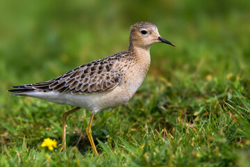 Blonde Ruiter, Buff-breasted Sandpiper, Tryngites subruficollis