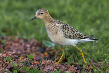 Blonde Ruiter, Buff-breasted Sandpiper, Tryngites subruficollis