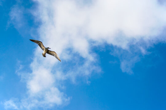 Seagull in flight in the blue sky. Seagull close-up. Free space for text