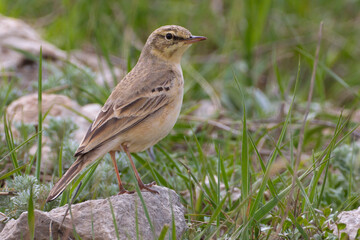 Duinpieper; Tawny Pipit; Anthus campestris