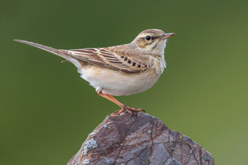 Duinpieper; Tawny Pipit; Anthus campestis
