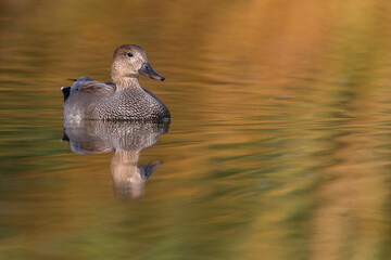 Krakeend; Gadwall; Anas strepera