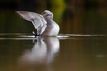 Krakeend; Gadwall; Anas strepera
