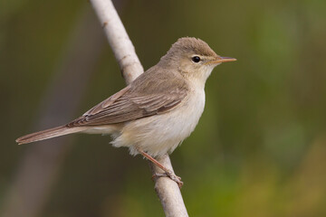 Oostelijke Vale Spotvogel; Eastern Olivaceous Warbler; Acrocephalus pallidus