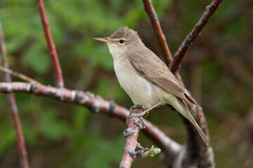 Oostelijke Vale Spotvogel; Eastern Olivaceous Warbler; Acrocephalus pallidus