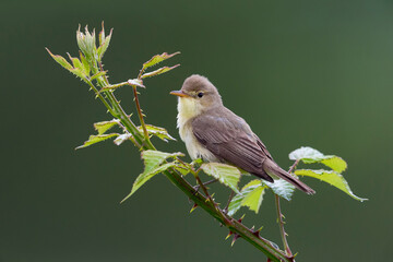 Orpheusspotvogel, Melodious Warbler, Hippolais polyglotta