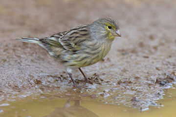 Atlantic Canary, Kanarie, Serinus canaria