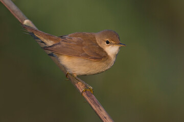 Kleine Karekiet, Eurasian Reed Warber, Acrocephalus scirpaceus