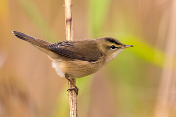 Wenkbrauwkarekiet; Black-browed Reed Warbler; Acrocephalus bistrigiceps