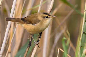 Wenkbrauwkarekiet; Black-browed Reed Warbler; Acrocephalus bistrigiceps