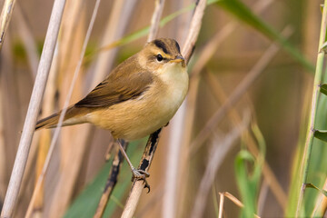 Wenkbrauwkarekiet; Black-browed Reed Warbler; Acrocephalus bistrigiceps