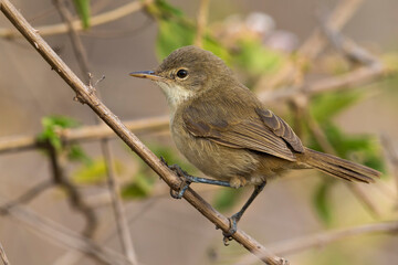 Kaapverdische Rietzanger; Cape Verde Warbler; Acrocephalus brevipennis