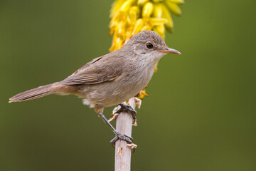 Kaapverdische Rietzanger; Cape Verde Warbler; Acrocephalus brevipennis