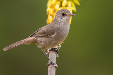 Kaapverdische Rietzanger; Cape Verde Warbler; Acrocephalus brevipennis