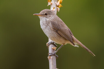 Kaapverdische Rietzanger; Cape Verde Warbler; Acrocephalus brevipennis