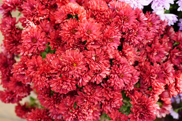 Red Chinese chrysanthemums on the flowerbed. floral background.