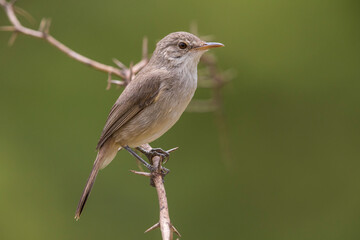 Kaapverdische Rietzanger; Cape Verde Warbler; Acrocephalus brevipennis