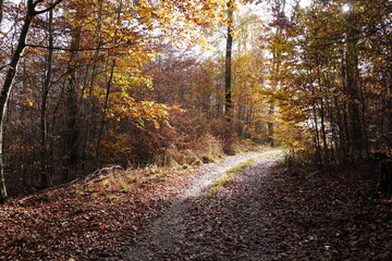 Fototapeta premium Herbstwald mit Sonne