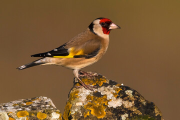 Putter; Eurasian Goldfinch; Carduelis carduelis