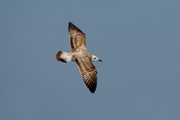 Obraz premium Pontische Meeuw, Caspian Gull, Larus cachinnans