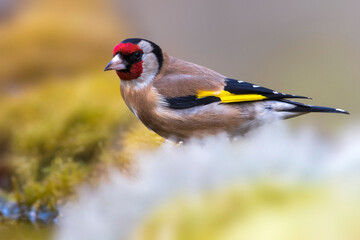 Putter; Eurasian Goldfinch; Carduelis carduelis