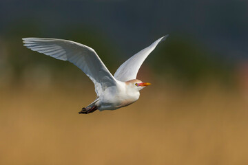 Koereiger; Cattle Egret; Bubulcus ibis