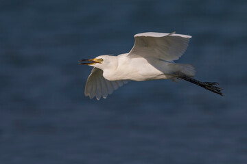 Koereiger, Cattle Egret, Bubulcus ibis