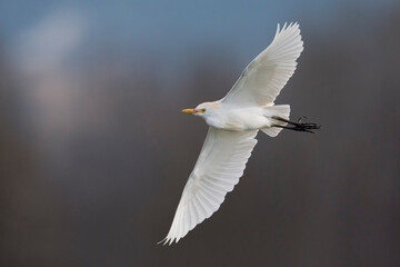  Koereiger, Cattle Egret, Bubulcus ibis