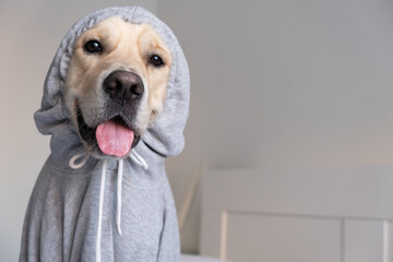 dog in a gray sweatshirt with a hood. golden retriever in clothes lying on the bed
