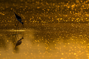 Steltkluut; Black-winged Stilt; Himantopus himantopus