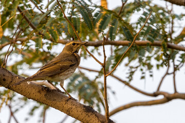 Naumanns Lijster; Naumann's Thrush; Turdus naumanni