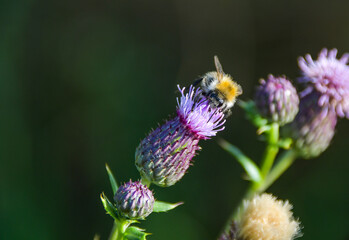 Hummel auf Distel