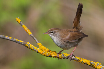 Fototapeta premium Cetti's Zanger; Cetti's Warbler; Cettia cetti