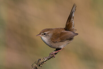 Cetti's Zanger; Cetti's Warbler; Cettia cetti