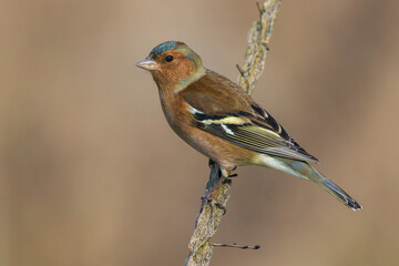 Vink; Chaffinch; Fringilla coelebs