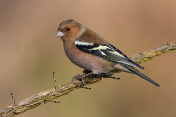 Vink; Chaffinch; Fringilla coelebs