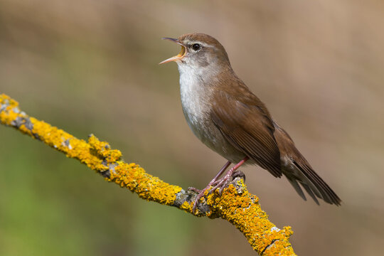 Cetti's Zanger; Cetti's Warbler; Cettia cetti