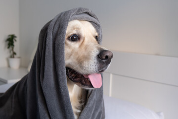 The dog sits on the bed under a gray blanket. Golden Retriever in a cozy bedroom looks to the side
