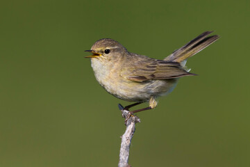 Tjiftjaf, Common Chiffchaff, Phylloscopus collybita