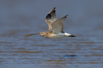 Oostelijke Wulp, Eurasian Curlew, Numenius arquata