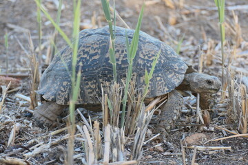 Pantherschildkröte, Stigmochelys pardalis, weit verbreitet in Afrika. Hier fotografiert in Oudtshoorn, Südafrika